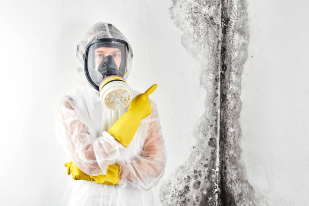 Best Attic Mold Removal in USA